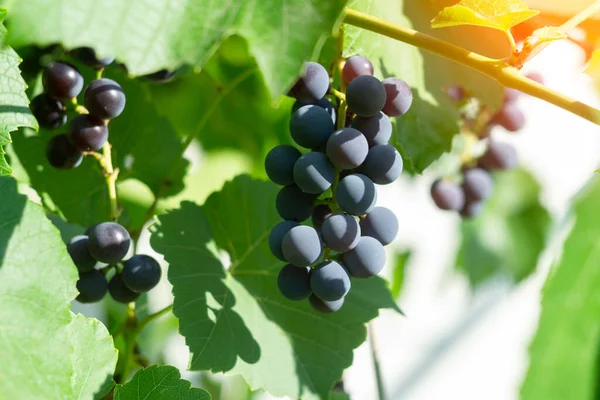 Rijp Druiven Het Najaar Sluiten Van Trossen Rode Wijndruiven Wijnstok — Stockfoto