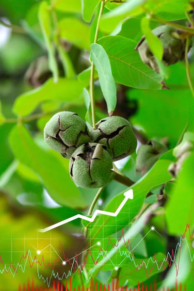 Graph of growing walnuts, on a green background. Agriculture, growth, ecology. The concept of business growth, development and success. Vertical photo