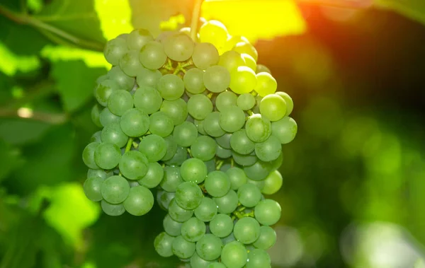 Fundo Uva Close Uvas Verdes Orgânicas Vinho Conceito Colheita Suco — Fotografia de Stock