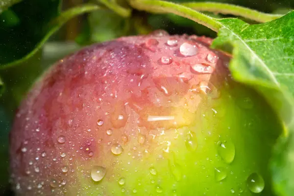 Apple Water Drops Tree Fruit Growing Autumn Harvest Orchard Selective — Stock Photo, Image