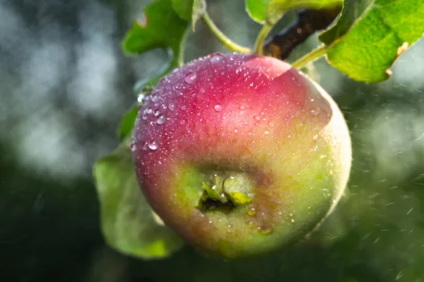 Apples Orchard Organic Fruits Dew Drops Natural Nutrition Selective Focus — Stock Photo, Image