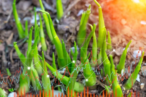 Büyüme Grafiği Bitkisi Hosta Finansal Yönetim Parası Büyüyen Bitkiler Yeşil — Stok fotoğraf