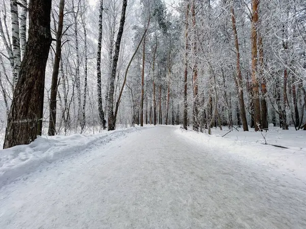 stock image Forest in winter, slender trunks of tall conifers in the snow. Winter forest landscape.