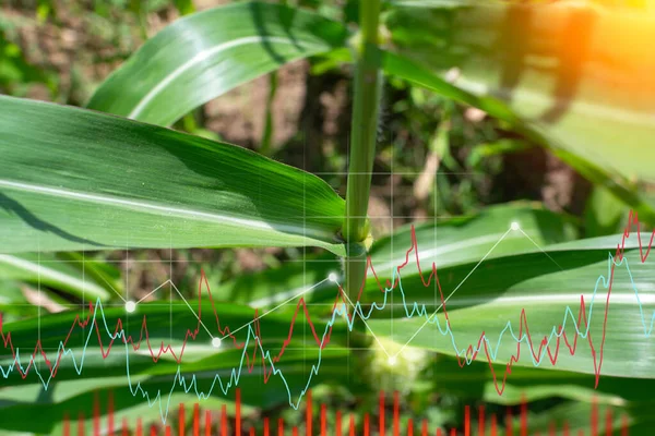 stock image Agricultural industry. Growing corn plants with a natural green background. Chart