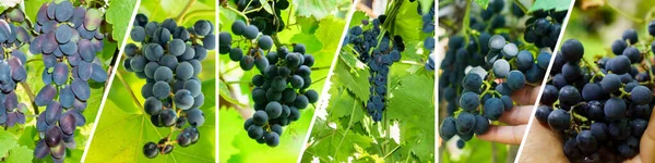 ブルーブドウとブドウ畑のコラージュ 秋のコンセプト ブドウ畑の風景や自然のブドウ 選択的焦点 — ストック写真