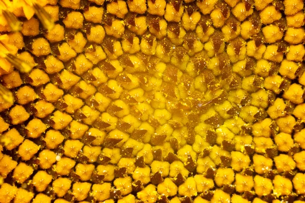 Sunflower Texture Background Texture Sunflower Pollen Selective Focus — Stock Photo, Image