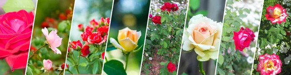 Conjunto Diferentes Rosas Fondo Collage Diseño Pancartas Enfoque Selectivo — Foto de Stock