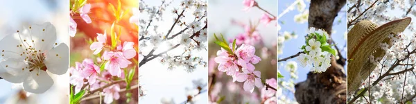 Collage Von Frühlingsblumen Eine Vielfältige Sammlung Von Blumen Banner Foto — Stockfoto