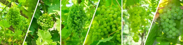 Collage Raisins Verts Vignes Concept Automne Paysage Viticole Raisins Dans — Photo