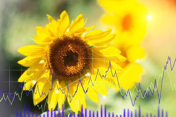 Фінансова Стрілка Соняшник Зростання Цін Соняшникову Олію Горизонтальна Композиція Простором — стокове фото
