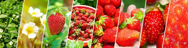 Biologische Vruchten Rijpe Aardbeien Collectie Collage Achtergrond Zomertuin — Stockfoto