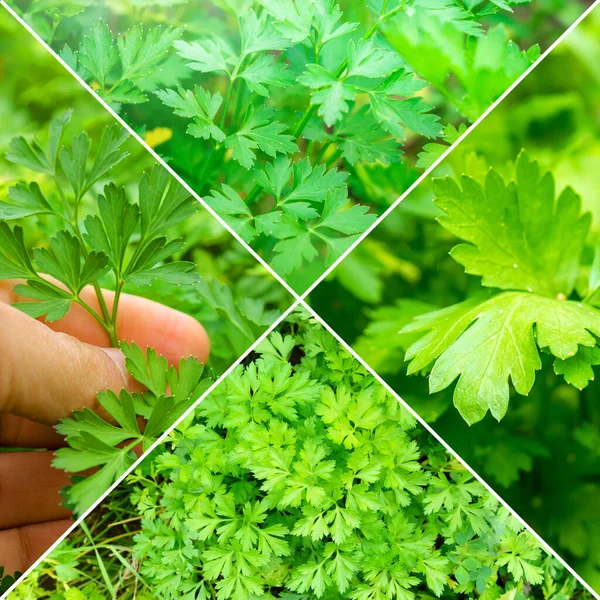 Raccogli Collage Prezzemolo Verdure Biologiche Verdi Set Collage Square — Foto Stock