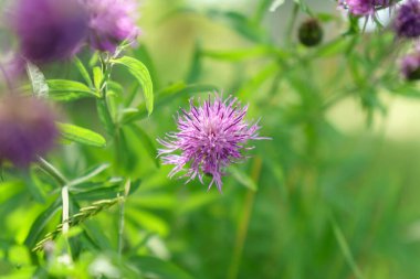 Mor çiçekli Carduus bitkisi, Asteraceae ailesi ve Cardueae kabilesi. Seçici odak