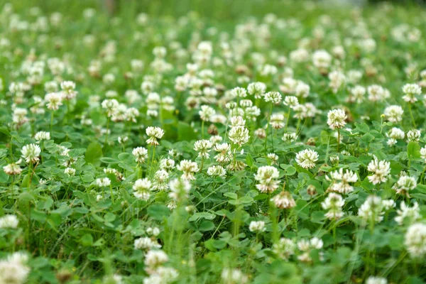 Trifolium Pratense 白いクローバーは ビートファミリーの開花植物の草本種です — ストック写真