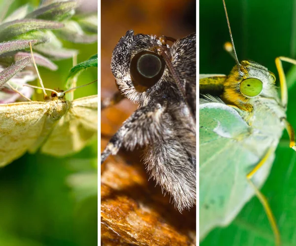 Close Collage Van Verschillende Vlindersoorten Een Spandoek — Stockfoto