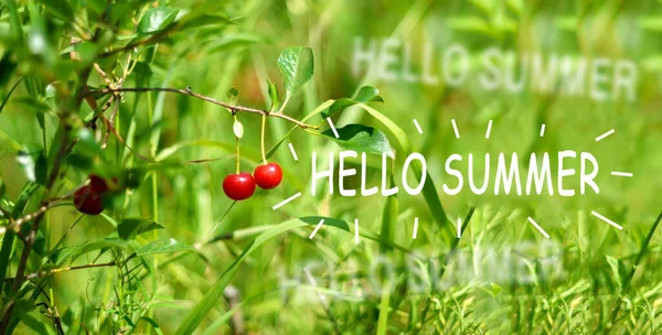 Red Cherry Berries Abundance Harvest Summer Hello Summer Text Greeting — Stock Photo, Image