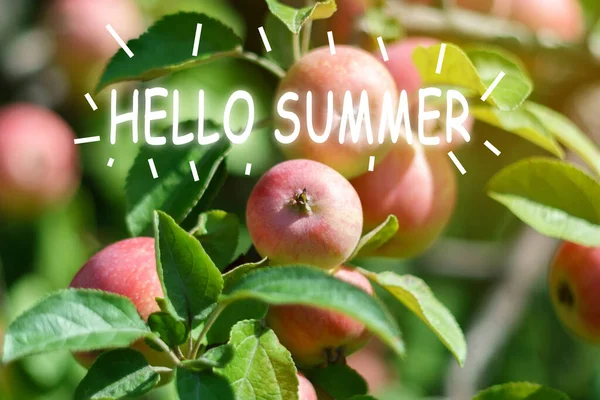 リンゴ園の真ん中にある木から赤いリンゴを熟す こんにちは夏のテキスト — ストック写真