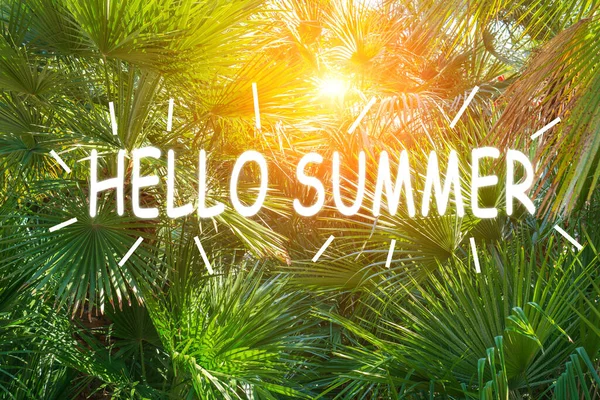 Text Hello Summer Och Tropiska Blad Sommarsemester Och Äventyr Naturen — Stockfoto