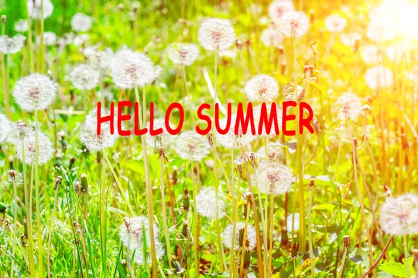 Summer Loading Meadow Dandelions Make Dandelion Summer Concept — Stock Photo, Image