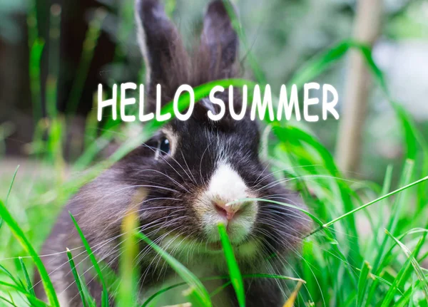 Summer Loading Portrait Rabbit Grass Blurred Background — Stock Photo, Image