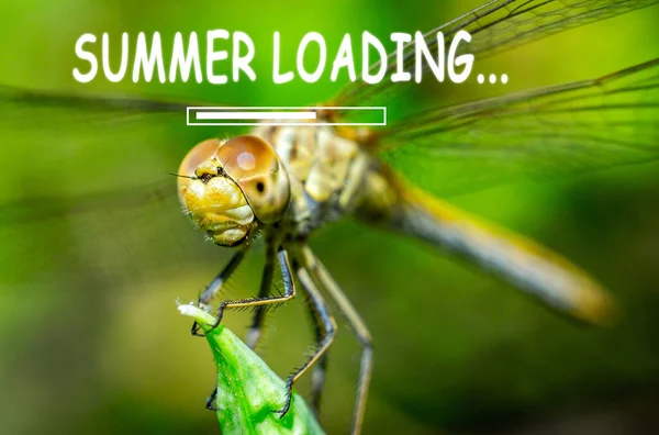 夏天装载 蜻蜓在青草背景上靠近宏观 — 图库照片
