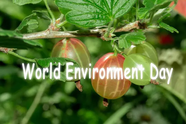Dünya Çevre Günü Yeşil Arka Planda Kırmızı Böğürtlenler Yazın Bahçedeki — Stok fotoğraf