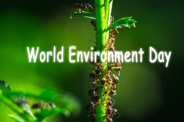 Dünya Çevre Günü Karınca Yakın Çekim Makro Böcek Yeşil Yaprak — Stok fotoğraf