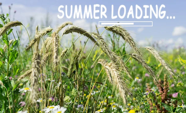 夏季负荷 阳光明媚的小麦田 有选择的集中 — 图库照片