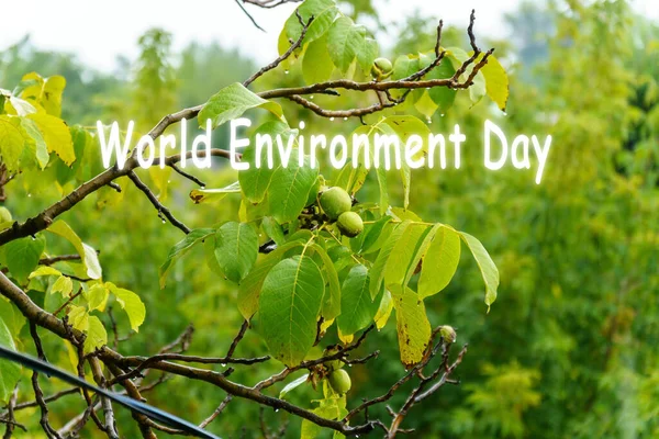 Παγκόσμια Ημέρα Περιβάλλοντος Πράσινα Άγουρα Καρύδια Κρέμονται Ένα Κλαδί Πράσινα — Φωτογραφία Αρχείου