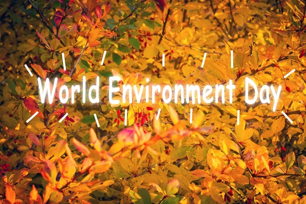 Dünya Çevre Günü Çayırlı Ekoloji Doğa Manzarası Soyut Sonbahar Arkaplanı — Stok fotoğraf