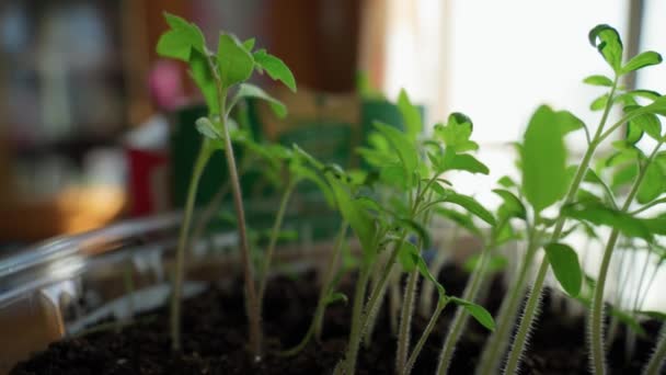 Tomatensetzlinge Frühjahr Bepflanzung Und Gartenarbeit Frühling Selektiver Fokus — Stockvideo