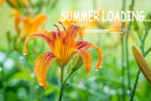 Summer Loading Flowers Field Lilies Beginning New Season — Stock Photo, Image