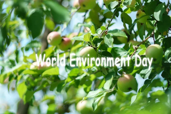 Dünya Çevre Günü Elma Bahçesinin Ortasındaki Bir Ağaçtan Elma — Stok fotoğraf