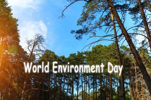 Dünya Çevre Günü Mavi Gökyüzüne Karşı Çam Dalları Doğal Orman — Stok fotoğraf