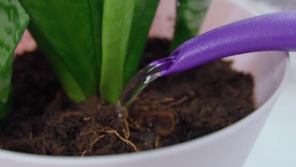 Konsep Dari Kebun Rumah Musim Semi Menyiram Dan Menyemprot Dengan — Stok Video