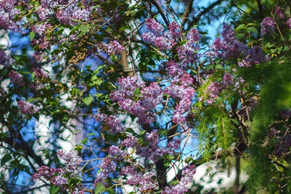 Frühling Blau Lila Blüten Nahaufnahme Auf Verschwommenem Hintergrund Selektiver Fokus — Stockfoto