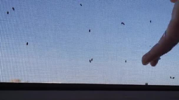 蚊子网 蚊子在昆虫网丝屏上关上了房子的窗户 有选择的重点 — 图库视频影像