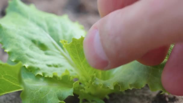 Folhas Salada Verde Colhidas Alimentos Vegetais Saudáveis Para Dieta Com — Vídeo de Stock