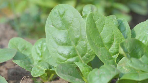 Folhas Espinafre Verde Colhidas Alimentos Vegetais Saudáveis Para Dieta Com — Vídeo de Stock