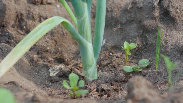 Καλλιεργούν Πράσινα Κρεμμύδια Κοντινό Πλάνο Ανοιξιάτικα Λαχανικά Αγροτικό Τοπίο Καλλιέργεια — Αρχείο Βίντεο