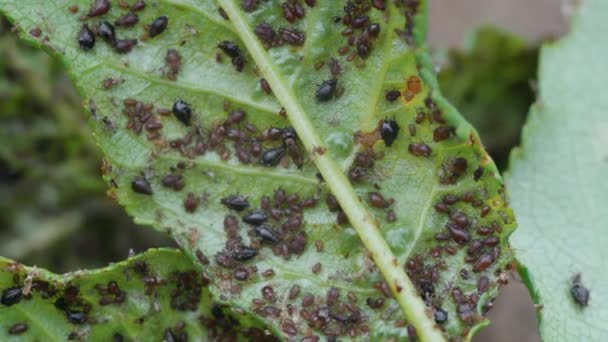 Áfido Insectos Primer Plano Hoja Imágenes Macro Plagas Insectos Plantas — Vídeos de Stock
