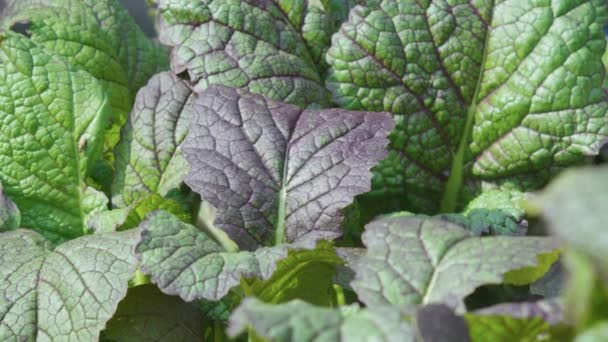Yeşil Hardal Yaprakları Yakın Sağlıklı Yiyecekler Tarım Seçici Odak — Stok video