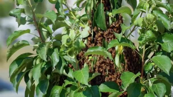 Bienenstock Auf Einem Baum Aus Nächster Nähe Das Konzept Der — Stockvideo