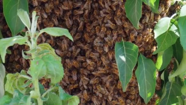 Big Swarm Honey Bees Flying Beehive Apiary Insect Group Footage — Stock Video