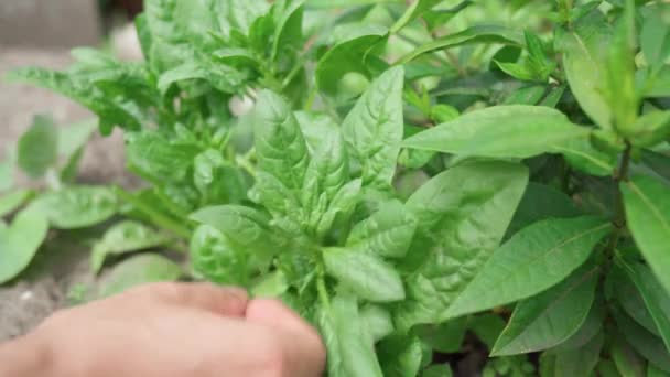Rolnik Świeżo Zebrane Liście Szpinaku Warzywa Lokalnej Hodowli Produkty Ekologiczne — Wideo stockowe