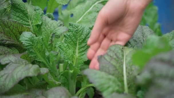 マスタードは庭で新鮮に収穫マスタードグリーン 選択的フォーカス — ストック動画