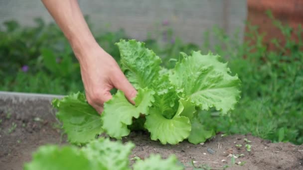 Zeleninová Farma Pěstuje Velkoobchodní Hydroponickou Zeleninu Supermarketech Ekologické Zelenině — Stock video