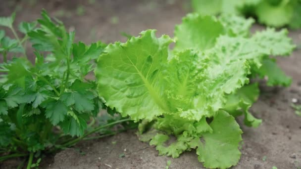 Agricultor Folhas Salada Colhidas Hora Legumes Agricultura Local Produtos Biológicos — Vídeo de Stock