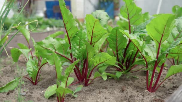 在床上放绿叶的桌上甜菜 耕作概念 花园里的甜菜 — 图库视频影像