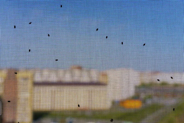 Комары Клопы Москитной Сетке Доме Москитные Сетки Помогают Против Насекомых — стоковое фото